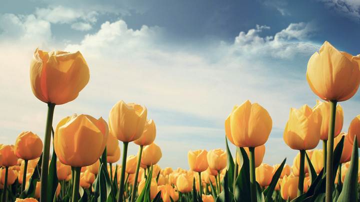 Lots Of Yellow Tulips In Field